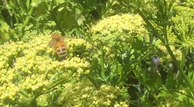 I’m in Clover & Bees are in the Parsley